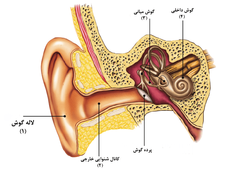 شنوایی